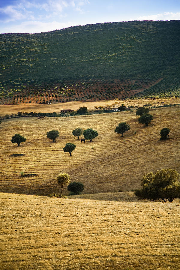Dehesa,  Typical Pasture Of Extremadura #1 Photograph by Gonzalo Azumendi
