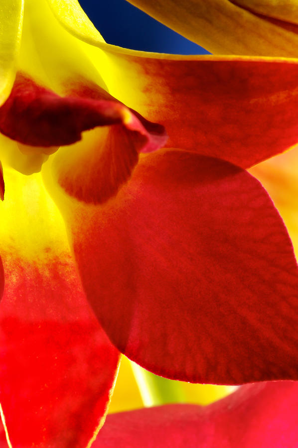 Dendribium malone or Hope orchid Flower #1 Photograph by Perla Copernik