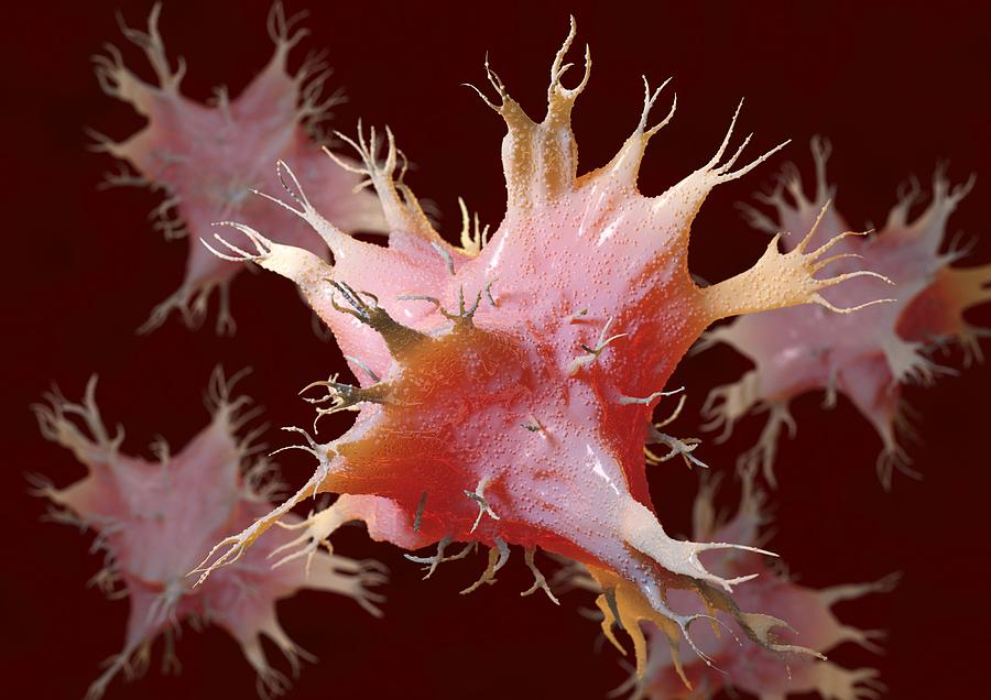 Dendritic Cell Photograph - Dendritic Cells, Artwork #1 by David Mack