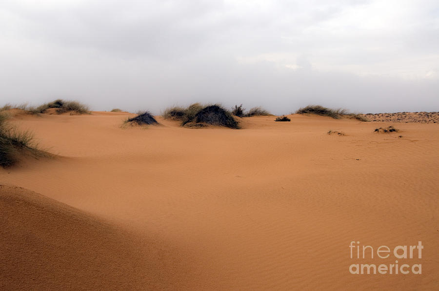 Desert sand dune  #1 Photograph by Ezra Zahor