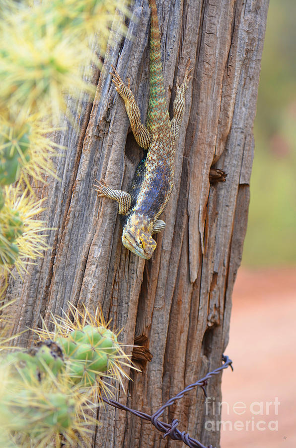Desert Spiney Lizard #1 Photograph by Donna Greene