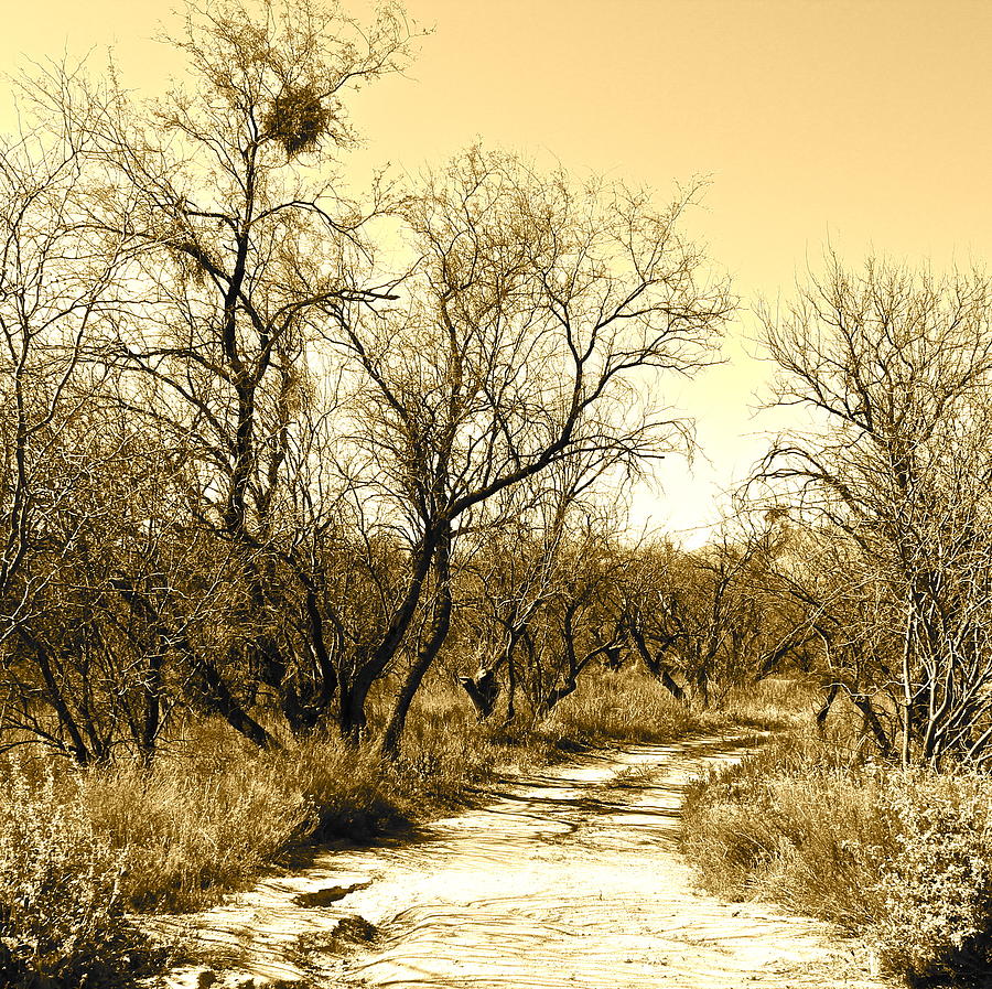 Desert Trail Photograph by Kume Bryant