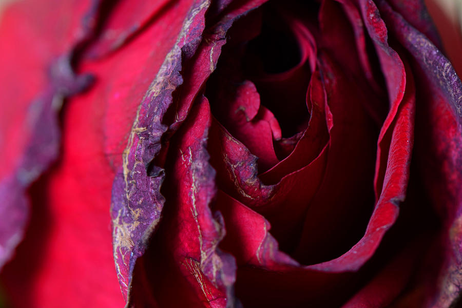 Detail of a rose #1 Photograph by Perry Van Munster