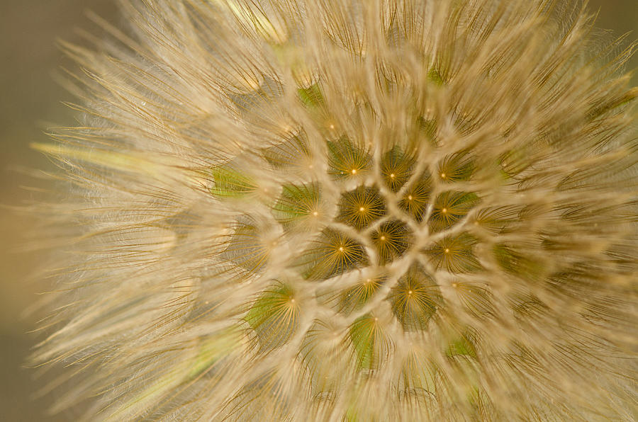 Detail Of Plant #1 Photograph by Perry Van Munster