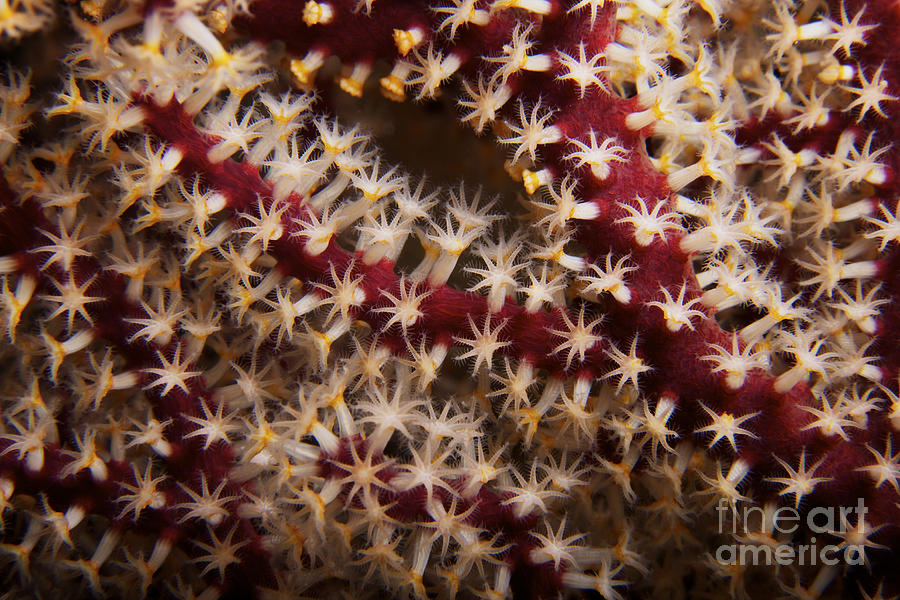 Detailed Close-up View Of Soft Coral Photograph