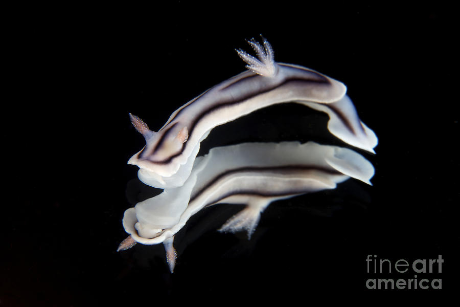 Detailed View Of A Beautiful Nudibranch #1 Photograph by Terry Moore