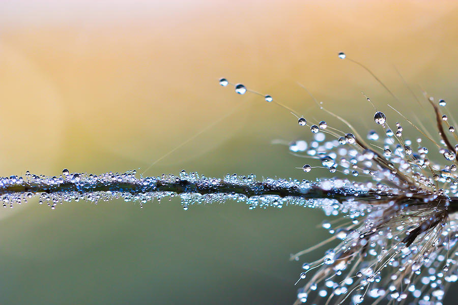 Dew Drops #1 Photograph by Heidi Smith