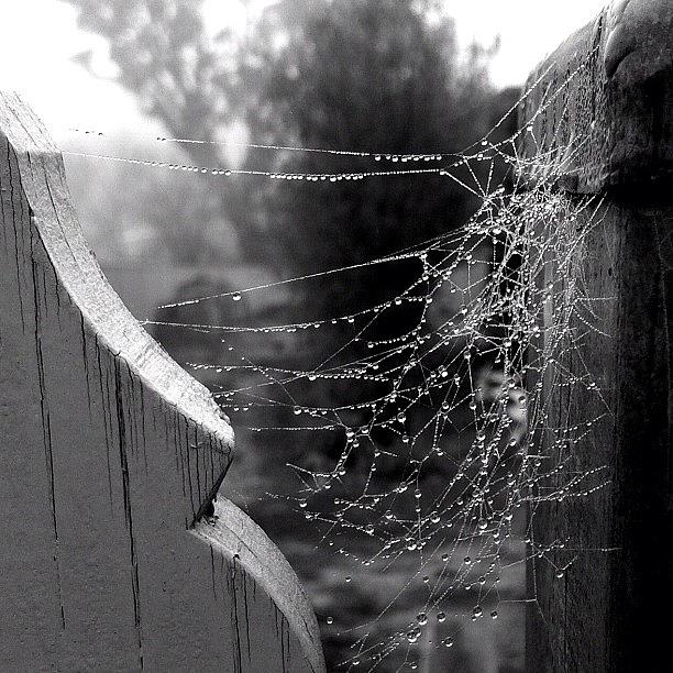 Spider Photograph - Dew On A Web #1 by Kim Gourlay