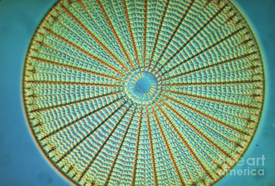 Nature Photograph - Diatom Alga, Arachnoidiscus #1 by Eric Grave
