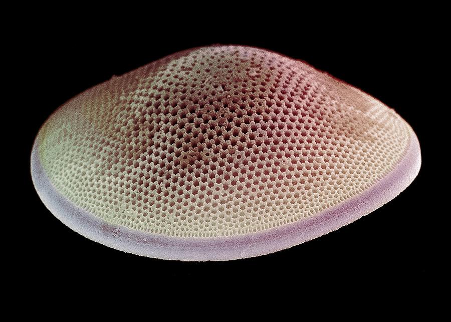 Nature Photograph - Diatom Alga, Sem #1 by Steve Gschmeissner