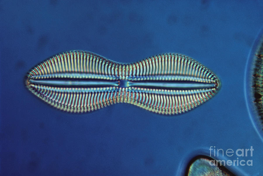 Diatom - Diploneis Crabro #1 Photograph by Eric V. Grave