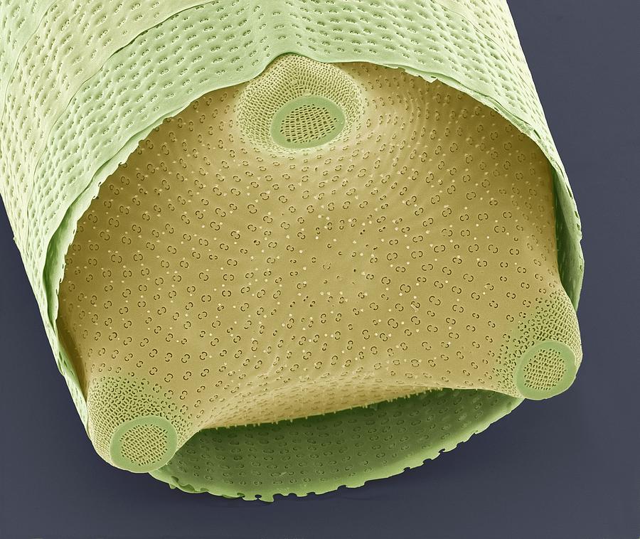 Nature Photograph - Diatom Shell, Sem #1 by Steve Gschmeissner