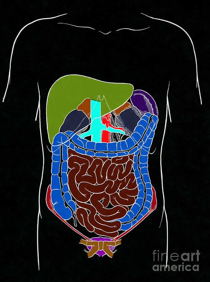 Digestive System #1 Photograph by Science Source