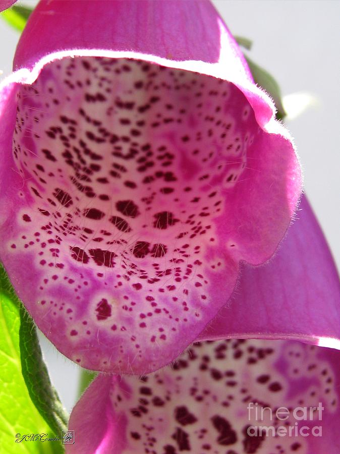 Digitalis from the Excelsior Mix #1 Photograph by J McCombie