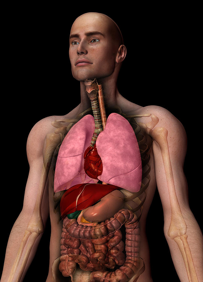 Digitally Generated Image Of Inner Human Organs Digital Art by Calysta Images
