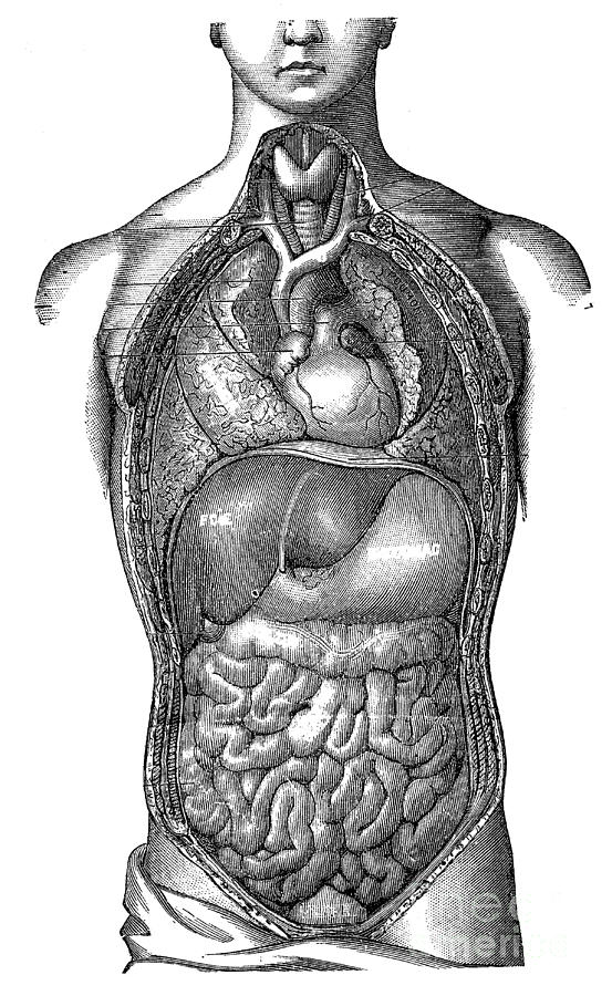 Dissection Of The Thorax And Abdomen Photograph By Science Source Fine Art America