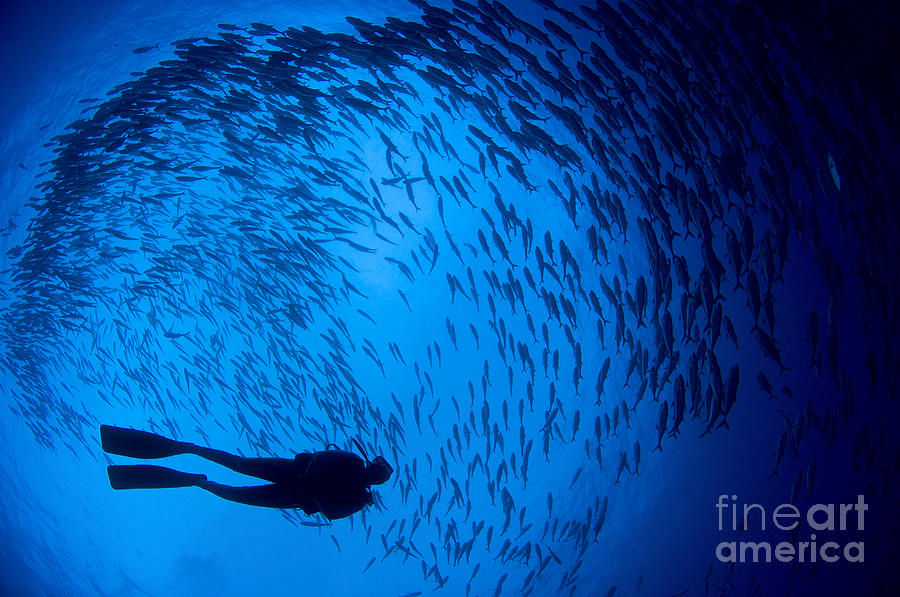Diver And A Large School Of Bigeye #1 Photograph by Steve Jones