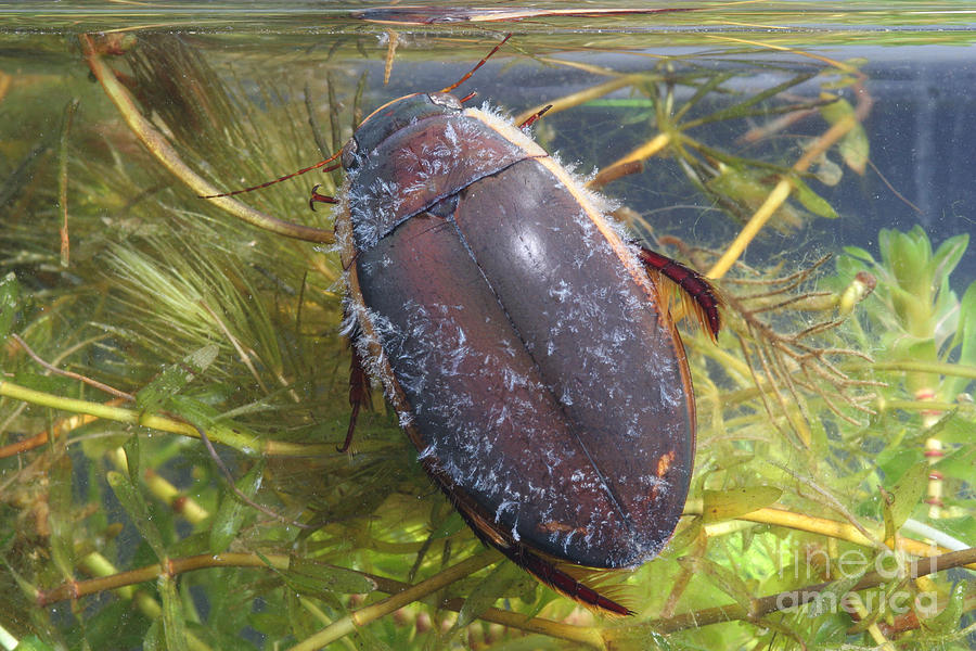 Diving Beetle #1 Photograph by Ted Kinsman