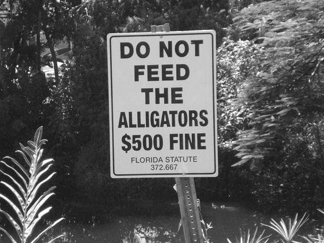 Do Not Feed The Alligators #1 Photograph by Val Oconnor
