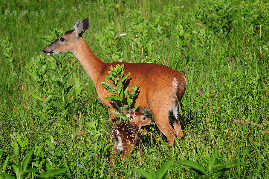 doe-with-fawn-photograph-by-roger-phipps-fine-art-america