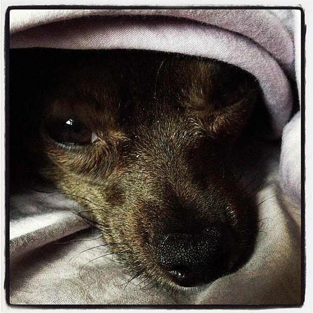 Chihuahua Photograph - #dog, #chihuahua, #gracie #1 by Shari Malin