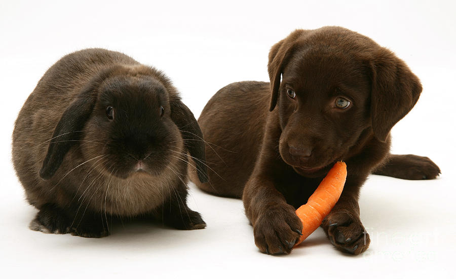 Carrot Photograph - Dog Steals Rabbits Carrot #1 by Jane Burton