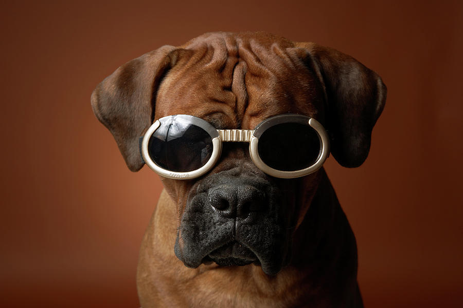 Dog Wearing Sunglasses #1 Photograph by Chris Amaral