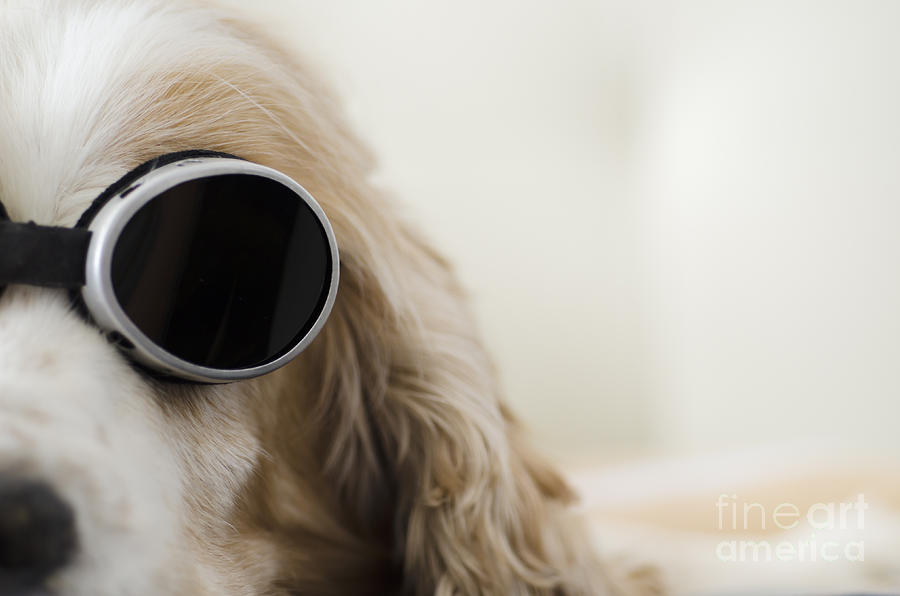 Dog with sunglasses #1 Photograph by Mats Silvan