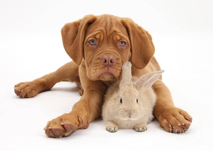 Nature Photograph - Dogue De Bordeaux Puppy With Young #1 by Mark Taylor