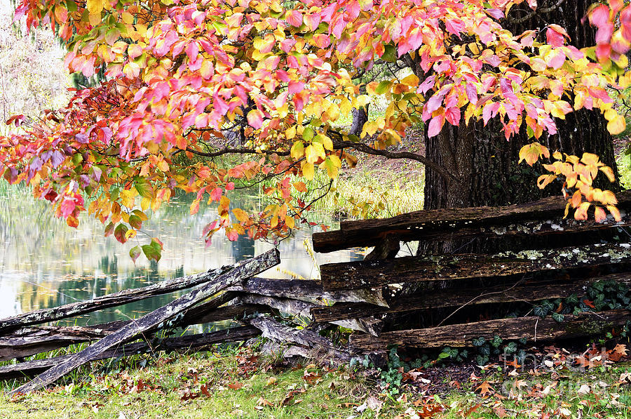 Fall Photograph - Dogwood and Rail Fence #1 by Thomas R Fletcher
