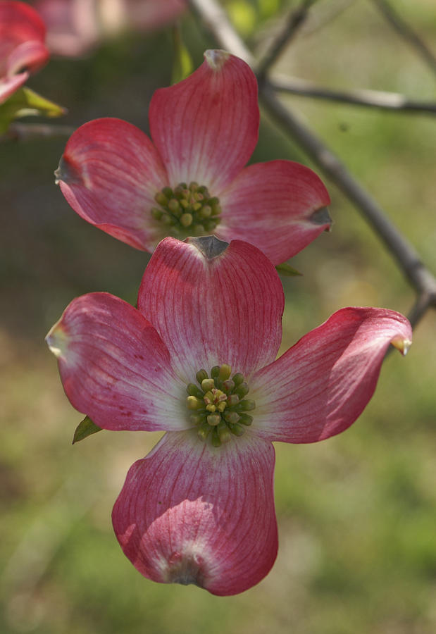 Dogwood Blossoms #2 Photograph by Henri Irizarri