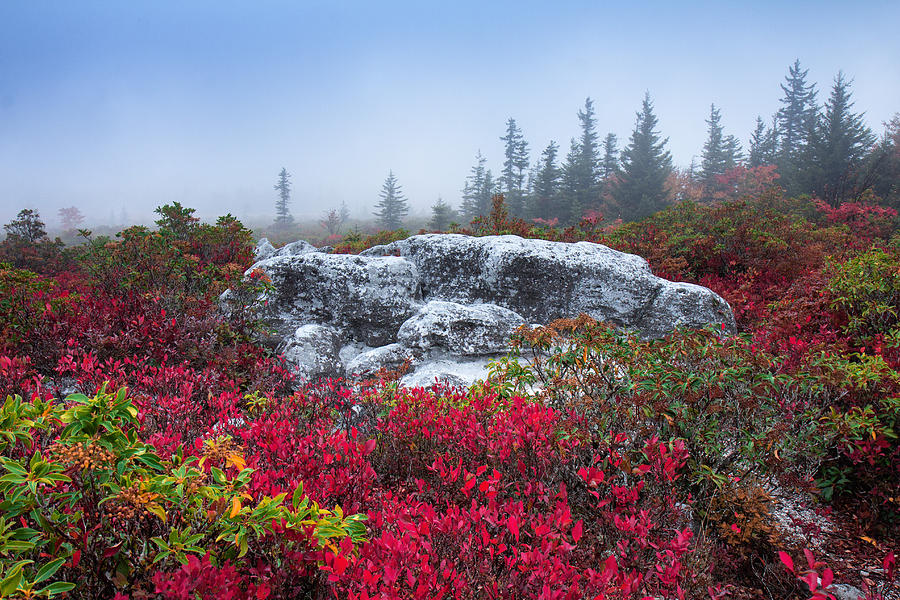 Dolly Sods Wilderness #2 Photograph by Mary Almond