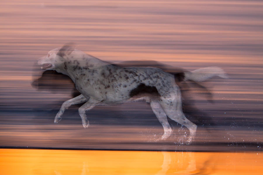 Abstract Photograph - Domestic Dog #1 by Hein Welman