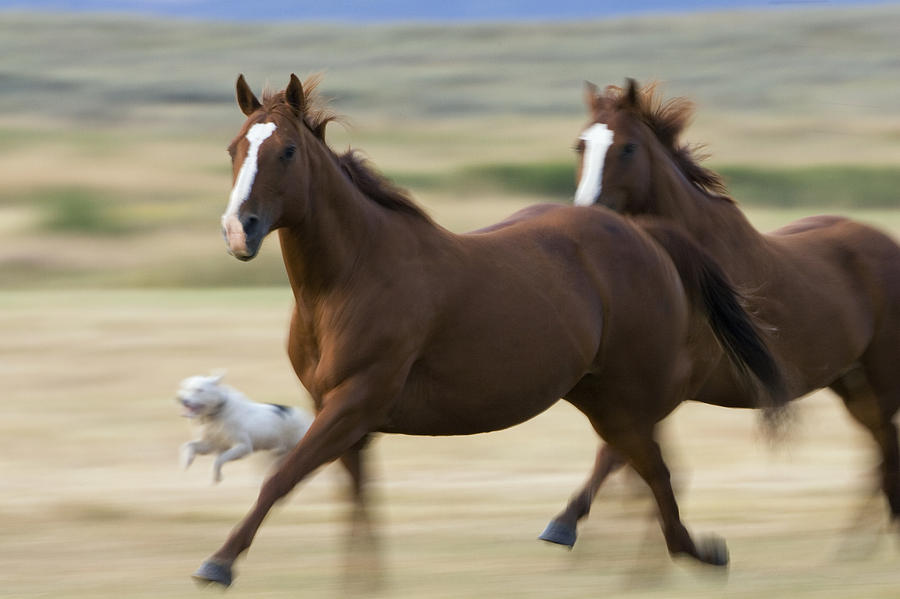 Domestic Horse Equus Caballus Pair #1 Photograph by Konrad Wothe