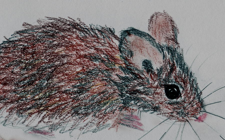 Door Mouse Drawing