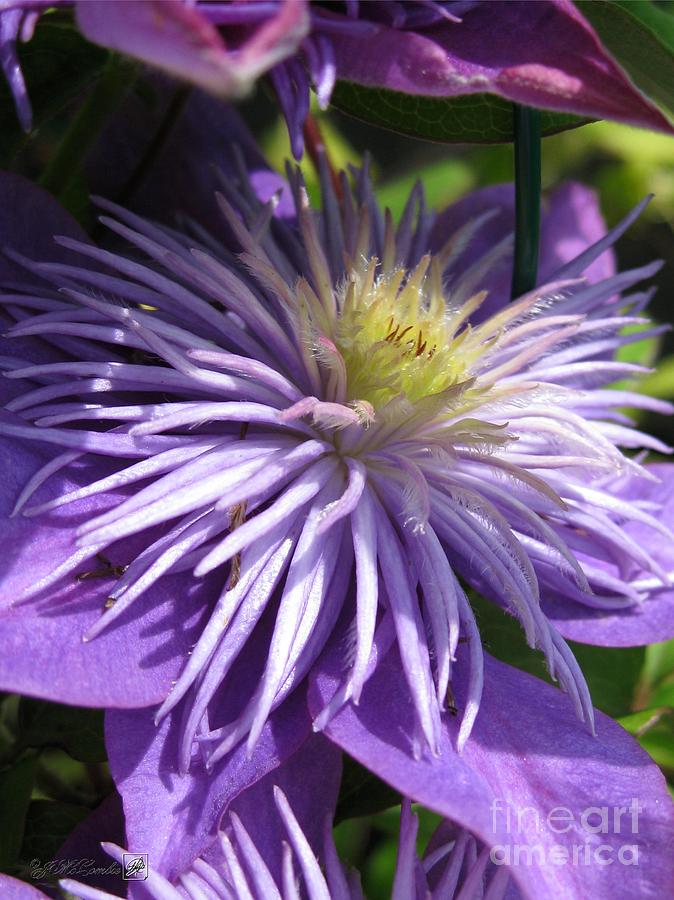 Double Clematis named Crystal Fountain #1 Photograph by J McCombie