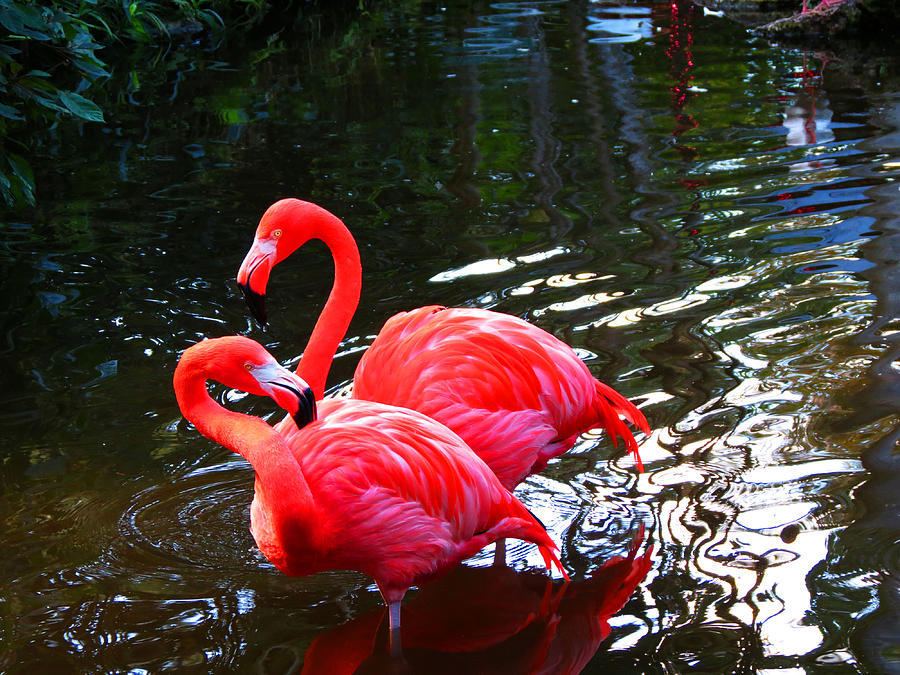 Double Flamingo #1 Photograph by Vijay Sharon Govender