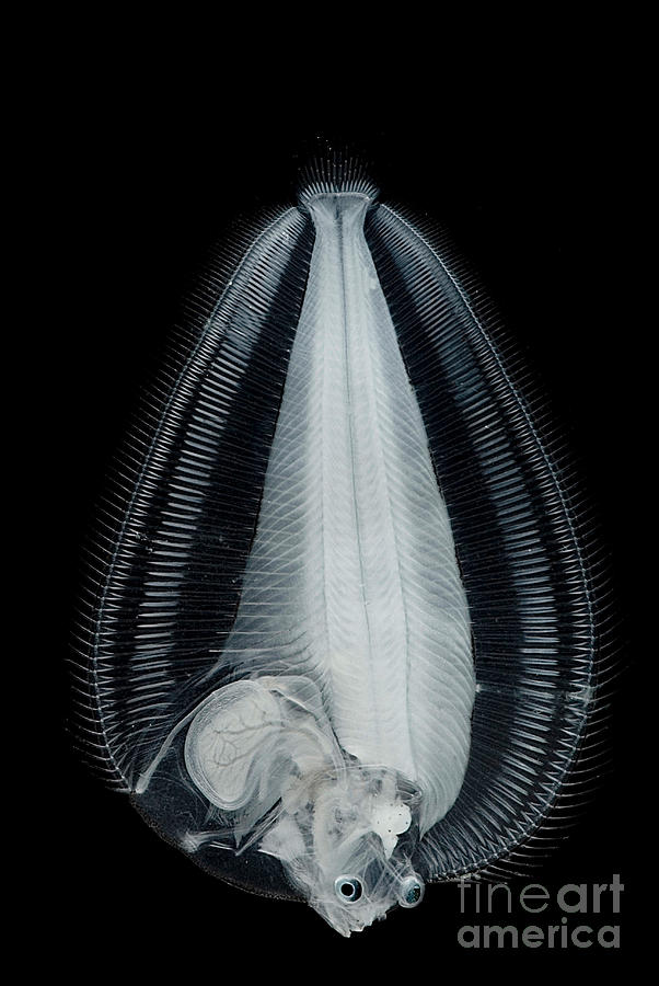 Fish Photograph - Dover Sole Larva #1 by Dant Fenolio