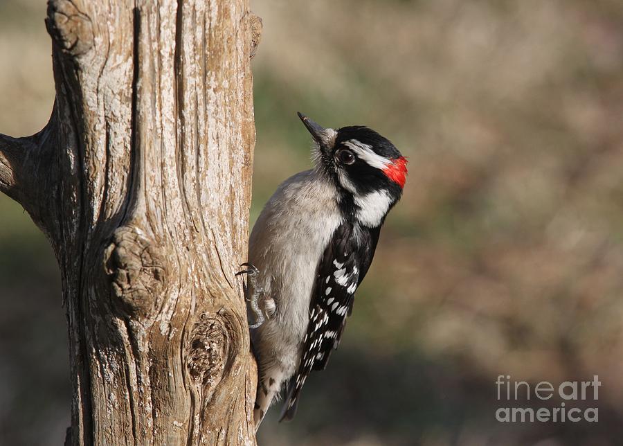 Downy Woodpecker #1 Photograph by Jack R Brock