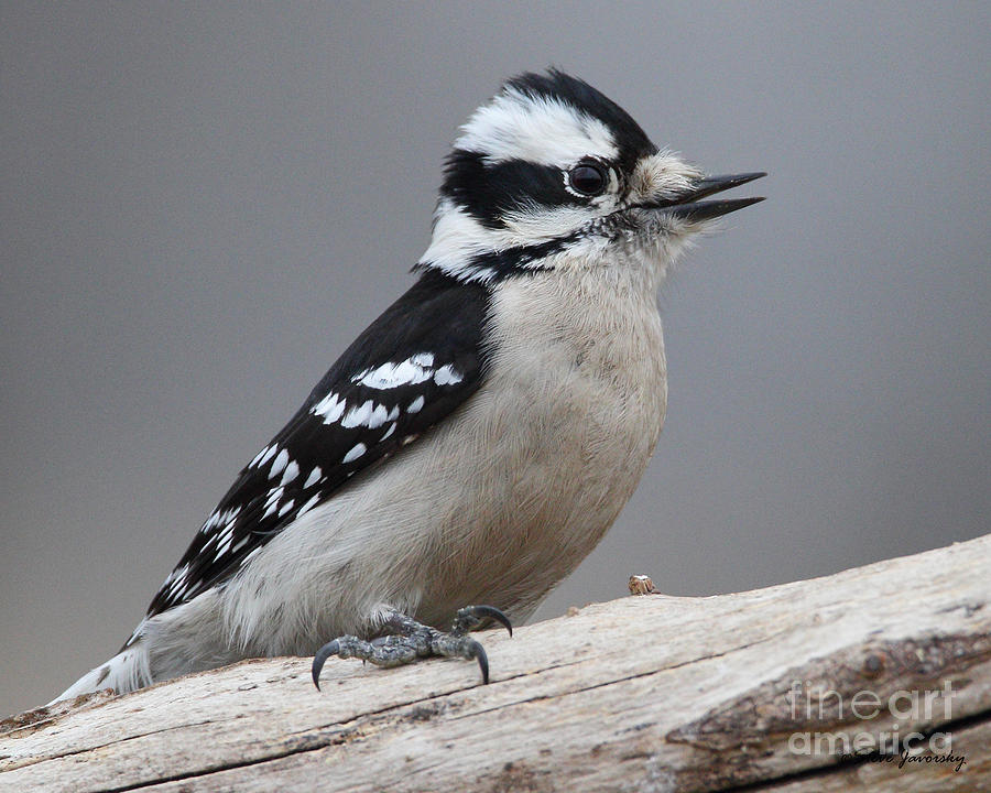 Downy Woodpecker #1 Photograph by Steve Javorsky
