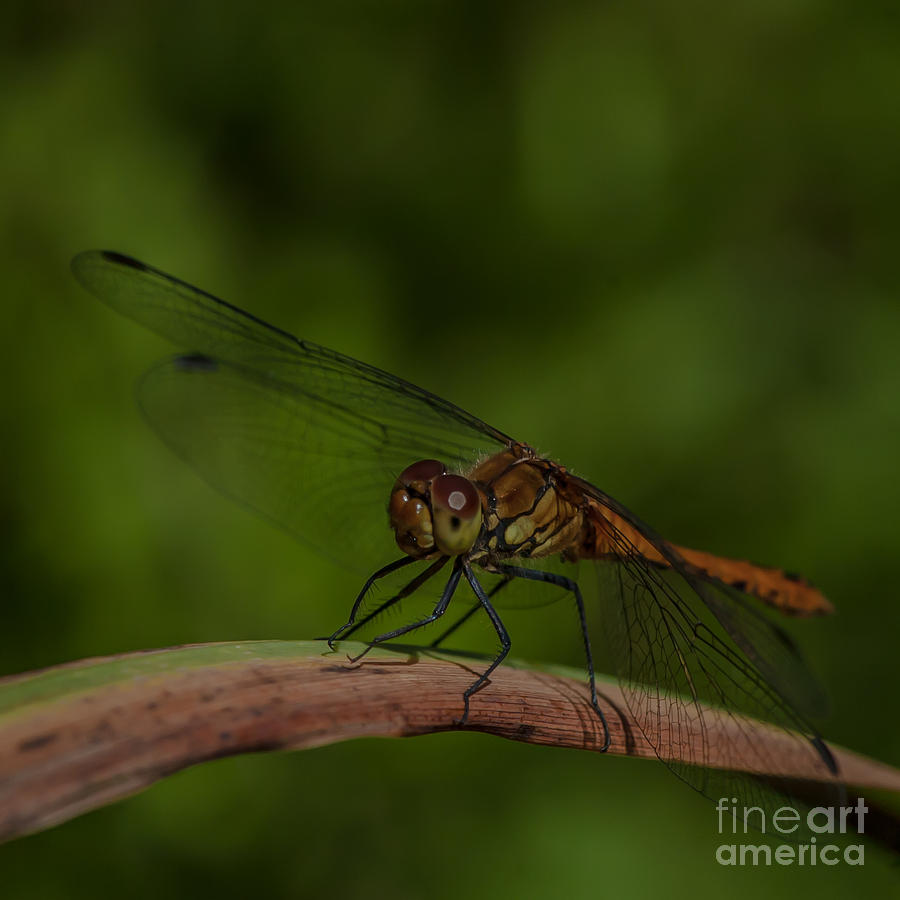 Dragon fly #1 Photograph by Jorgen Norgaard