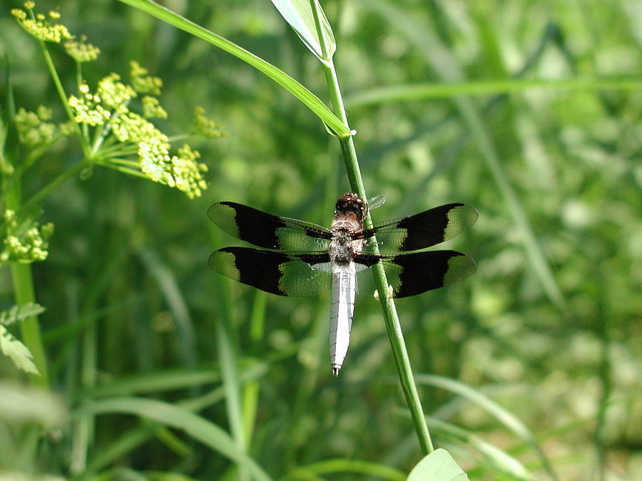 Dragonfly #1 Photograph by Anna Ruzsan