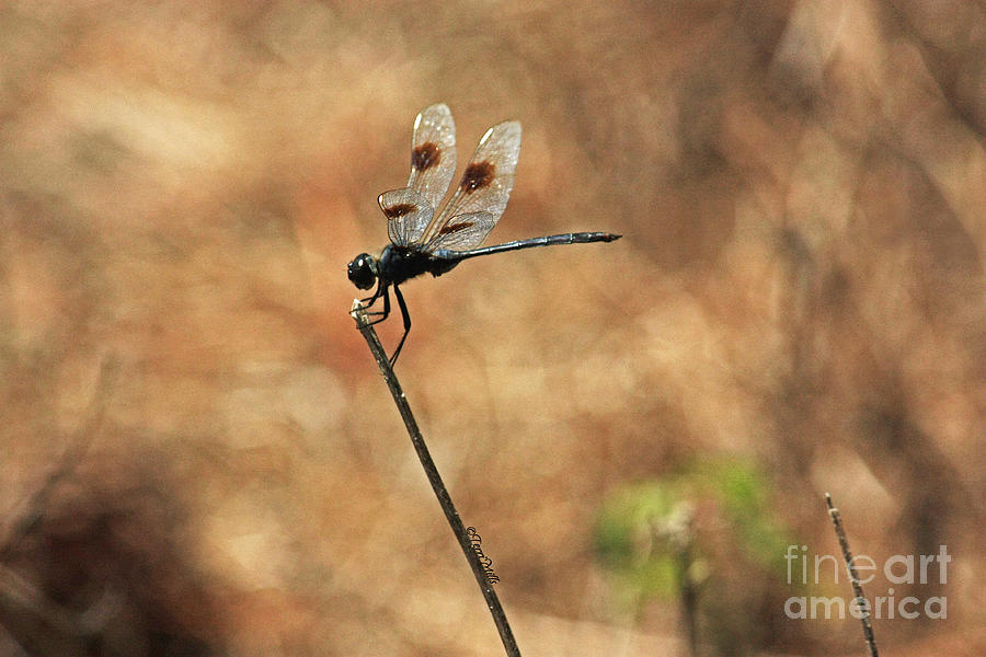 Dragonfly at Rest #2 Photograph by Terri Mills