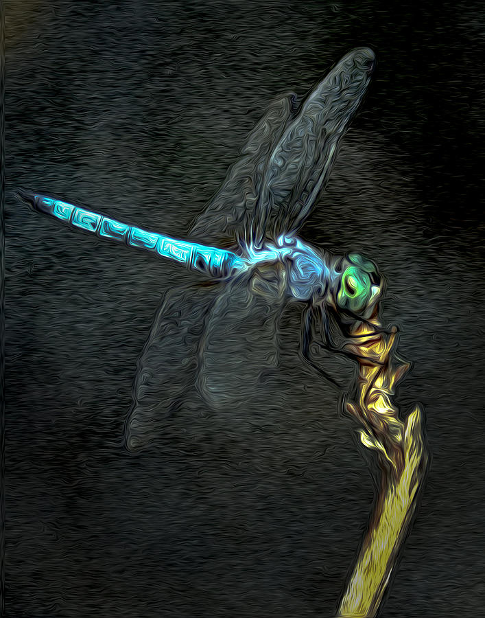 Dragonfly Photograph by Jim Painter