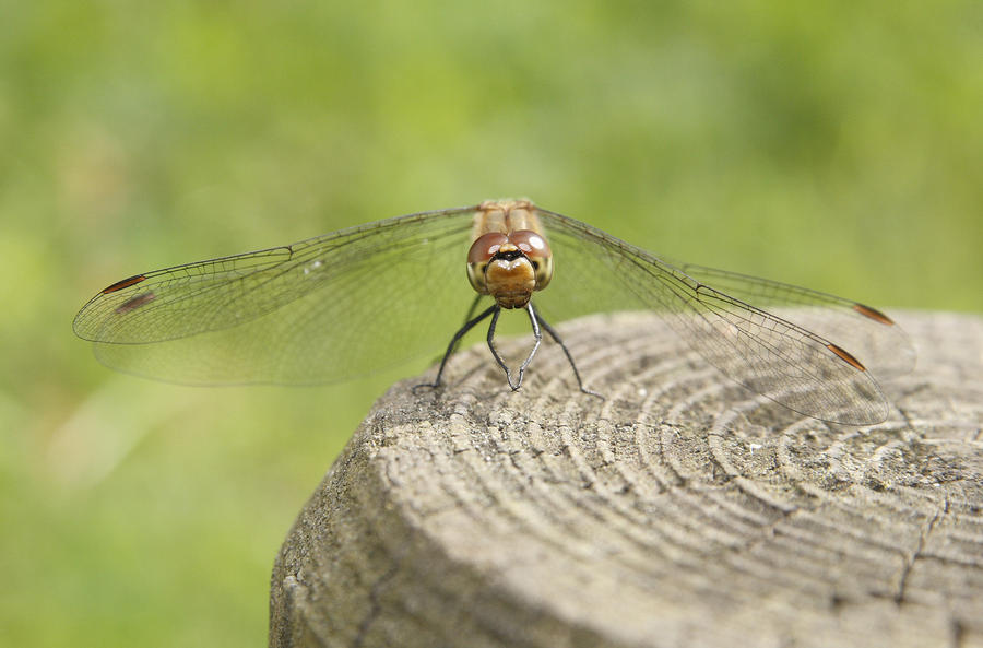 Dragonfly #1 Photograph by Masami Iida