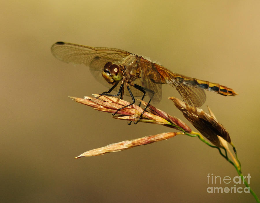 Dragonfly on Grass #1 Photograph by Vivian Christopher