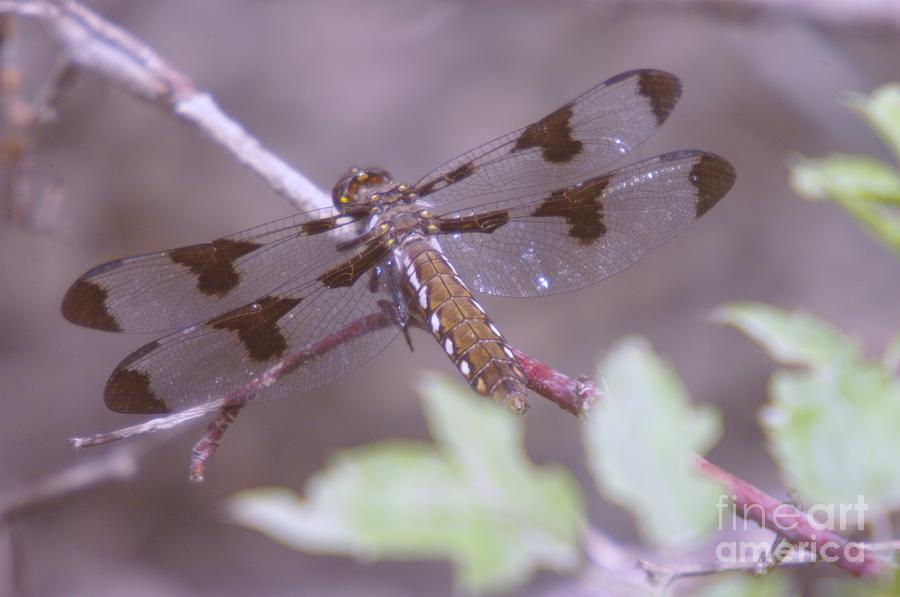 Insects Photograph - Dragonfly Resting  #1 by Jeff Swan