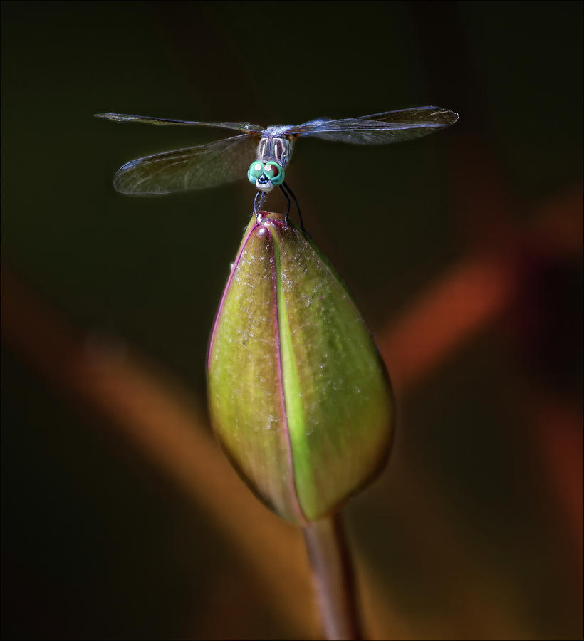 Dragonfly #1 Photograph by Robert Ullmann
