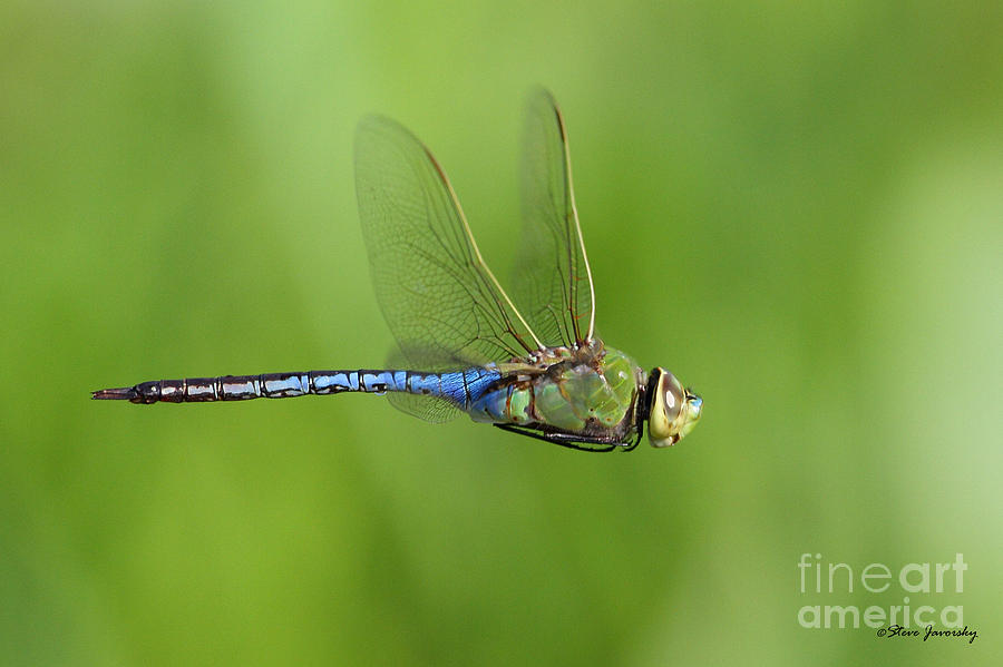 Dragonfly #1 Photograph by Steve Javorsky