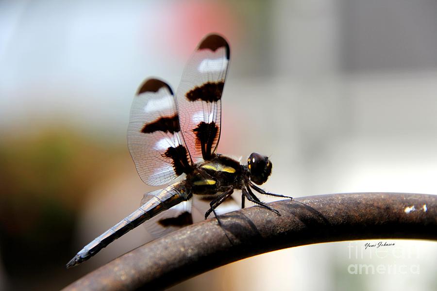 Dragonfly Photograph by Yumi Johnson